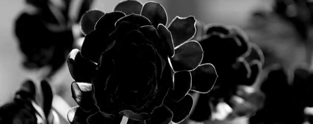 Kadınların elinden yeni bir korku dizisi: Black Rose Anthology