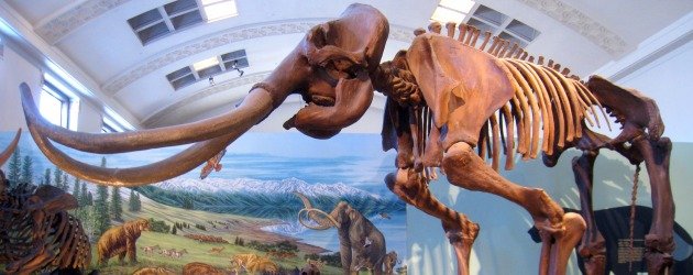 NBC'den doğa tarihi müzesi temalı komedi yolda: Natural History