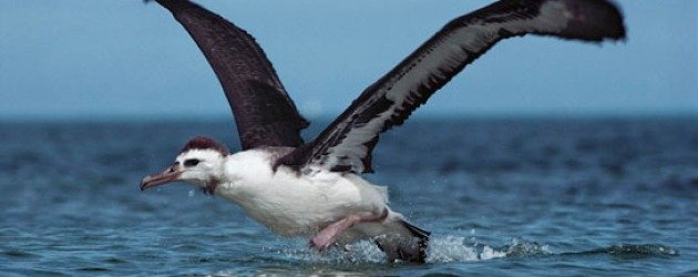Albatros kuşu nerede yaşar? Erkenci Kuş hikayesi nedir?