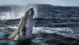 Balinaların Gizemli Dünyası, National Geographic WILD’da!