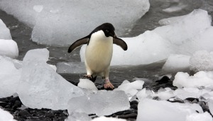 NBC'den Antarktika komedisi geliyor: Life at the Bottom