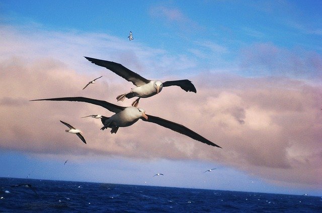 18-07/03/albatros-kusu.jpg