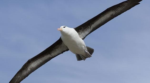 18-07/03/albatros-nerede-yasar.jpg