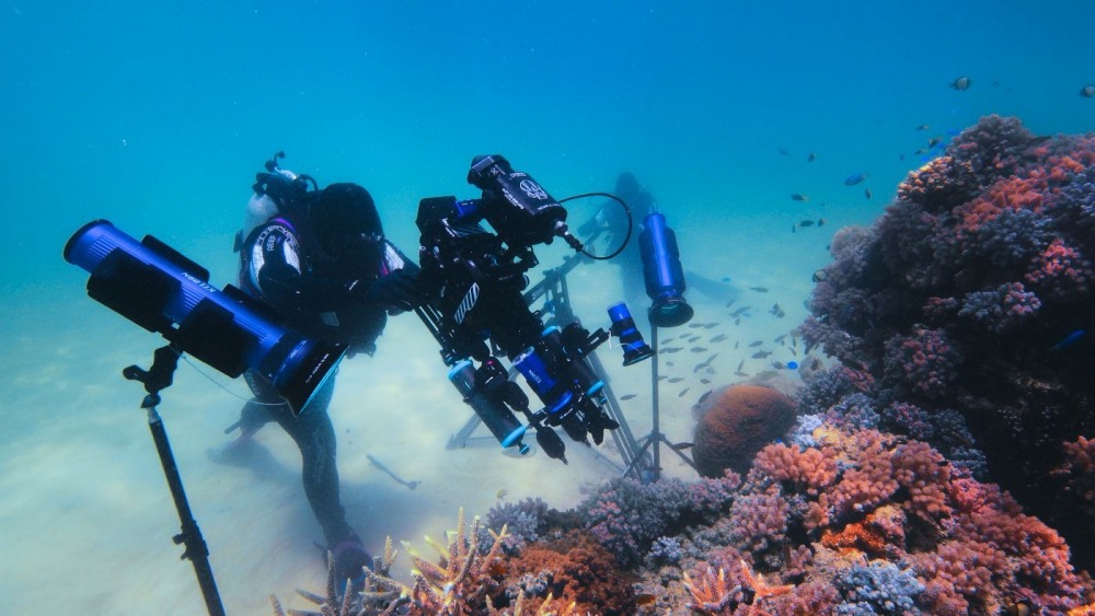 21-12/16/puff-wonders-of-the-reef-foto1.jpeg
